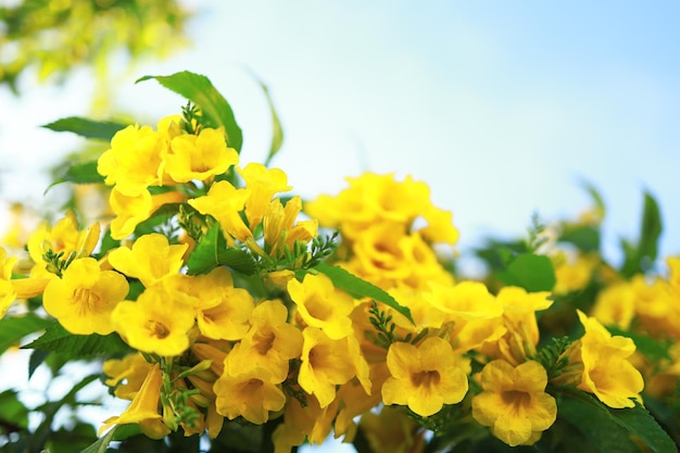 Schöne gelbe Blumen blühen und erfrischen in der Natur.