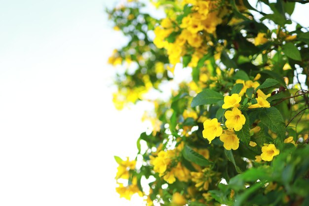 Schöne gelbe Blumen blühen und erfrischen in der Natur.