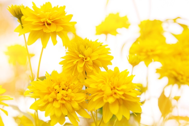 Schöne gelbe Blumen der Aster.
