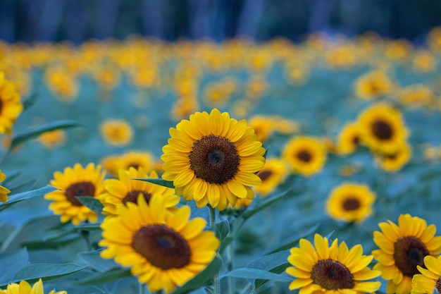 Foto schöne gelbe blumen im feld