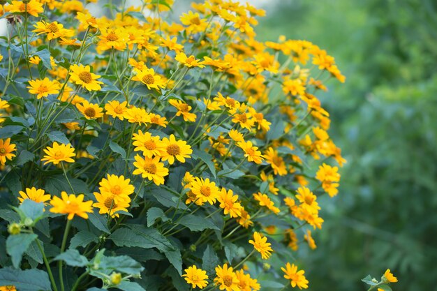 Schöne gelbe Blumen im Garten