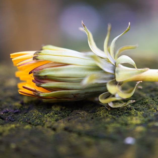 Foto schöne gelbe blumen im garten