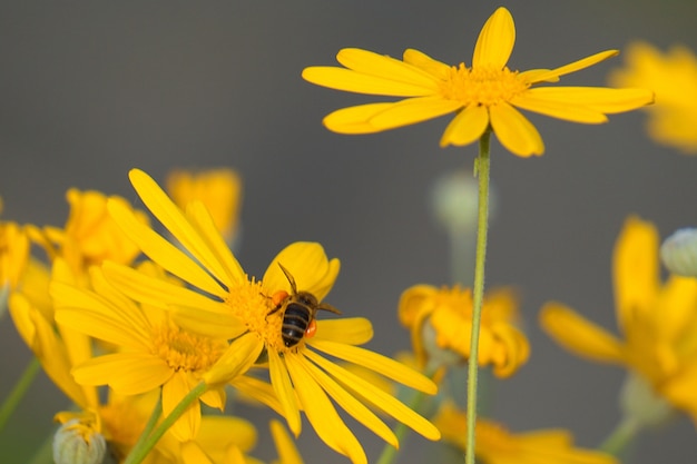 schöne gelbe blumen im garten