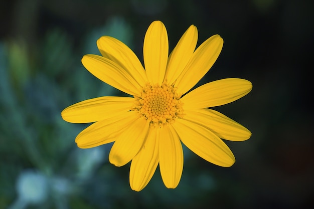 schöne gelbe blumen im garten