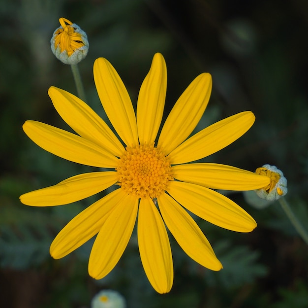 schöne gelbe blumen im garten