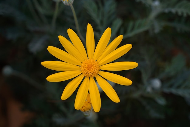 schöne gelbe blumen im garten