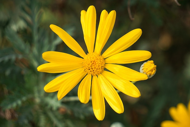 schöne gelbe blumen im garten