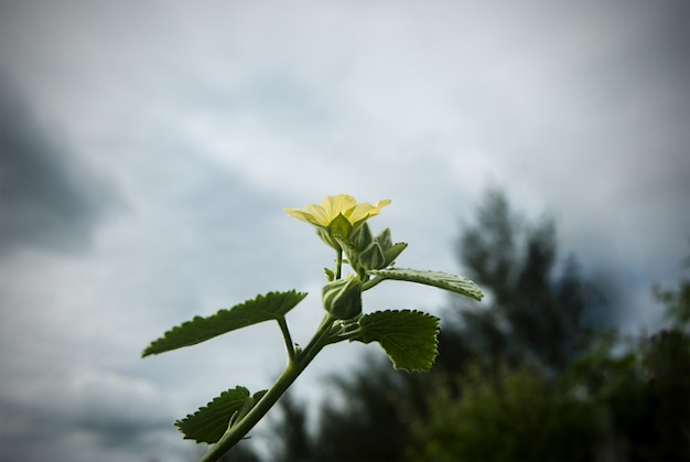 schöne gelbe Blumen im Grünen