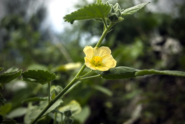 schöne gelbe Blumen im Grünen