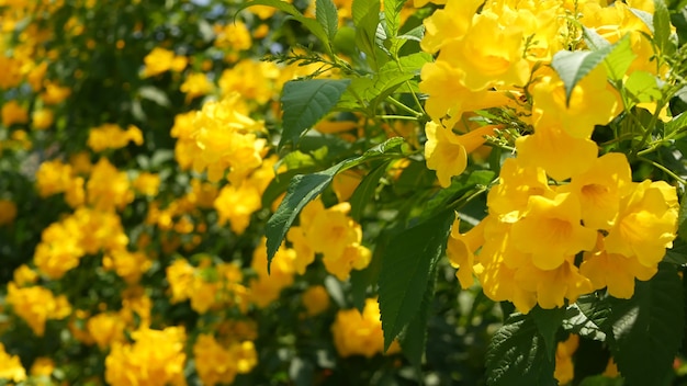 Schöne gelbe Blumen in Büscheln an den Zweigen eines Busches