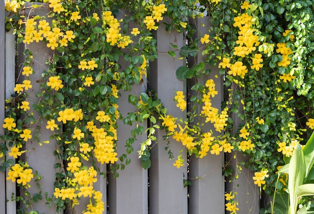 Schöne gelbe Blumen mit grünen Blättern