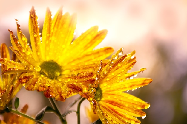 Schöne gelbe Blumen mit Regentropfen bunte Herbstmütter