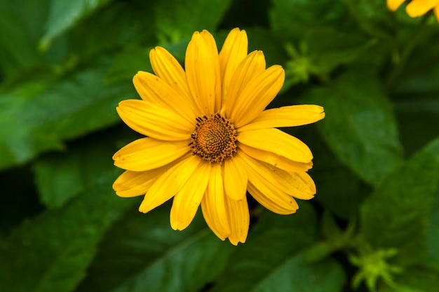 Schöne gelbe Blumen Nahaufnahme von Coreopsis