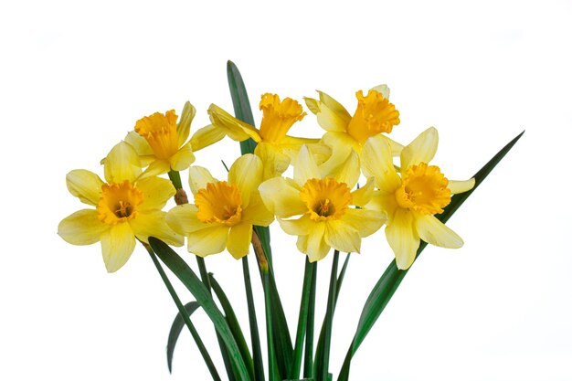 Schöne gelbe Blumen, Narzissen in einer Vase auf einem weißen Hintergrund, Nahaufnahme