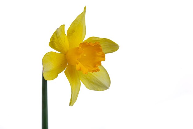 schöne gelbe Blumen, Narzissen in einer Vase auf einem weißen Hintergrund, Nahaufnahme