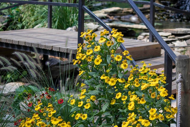 schöne gelbe Blumen neben der Zierbrücke