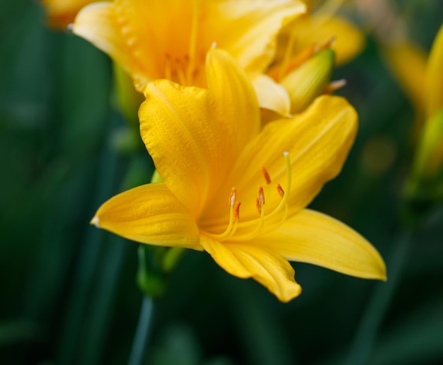 Schöne gelbe Blumen Taglilien hautnah auf grünem Hintergrund