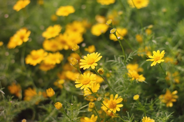 Schöne gelbe Blumen.