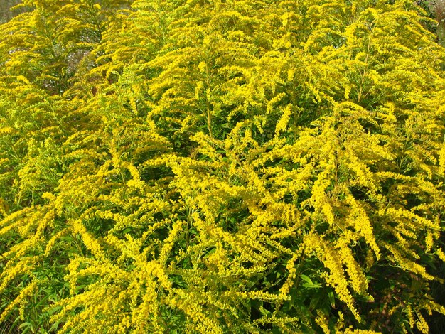 Schöne gelbe Blumen