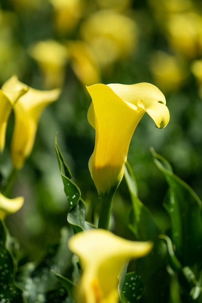 Schöne gelbe Callalilie im Garten