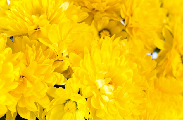 Schöne gelbe Chrysanthemeblume (Herbstlebendige Hintergrund)