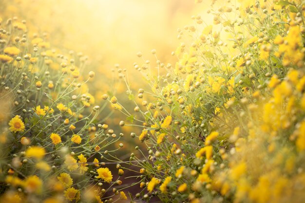 Schöne gelbe Chrysanthemenblume auf dem Gebiet für Hintergrund