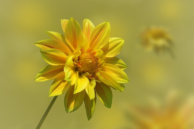 Schöne gelbe Dahlienblume. Dahlie im Garten