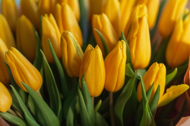 Schöne gelbe Frühlingstulpen Frauentag und Blumen