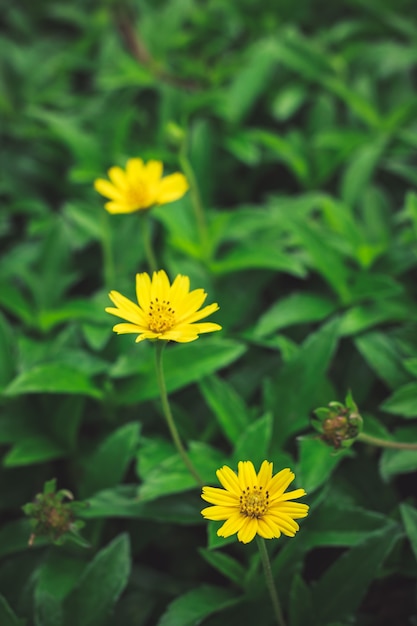 Schöne gelbe Gänseblümchenblumen, kleiner gelber Stern.