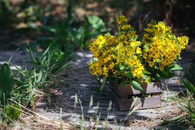 Schöne gelbe Glocken des blühenden Lysimachia vulgaris (Garten-Blutweiderich, Gelber Blutweiderich oder Garten-Gelbweiderich) Blumenstrauß in Holzkiste im botanischen Sommergarten.