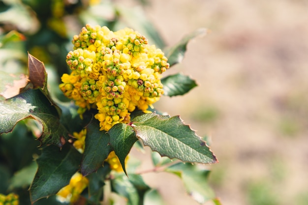 Schöne gelbe Ilex Blumen