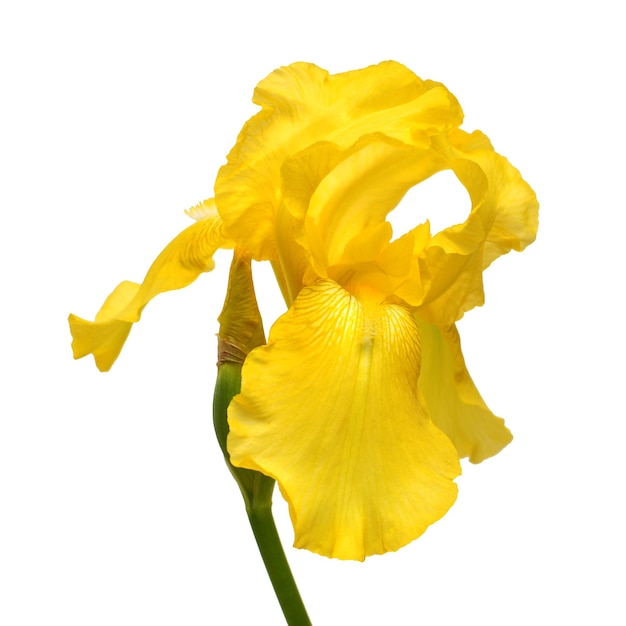 Schöne gelbe Irisblume lokalisiert auf weißem Hintergrund. Ostern. Sommer. Frühling. Flache Lage, Draufsicht. Liebe. Valentinstag