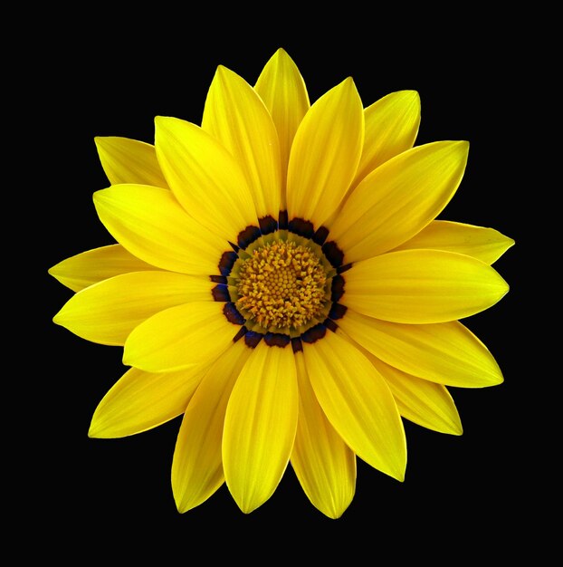 Schöne gelbe Kamille Gänseblümchen Blume Nahaufnahme Makro isoliert auf schwarz