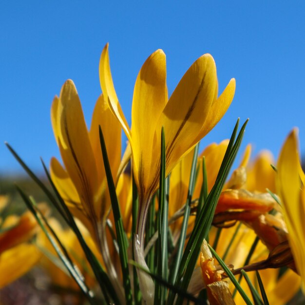 Foto schöne gelbe krokusblüten im frühjahr gegen blauen himmel