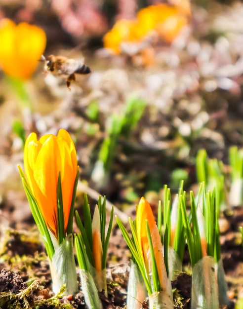 Foto schöne gelbe krokusblüten mit biene im frühlingsgarten