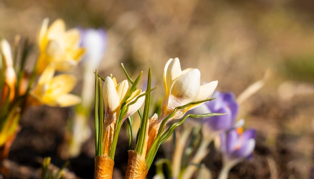 Foto schöne gelbe krokusse, die im frühjahr wachsen frühlingskarte erstes frühlingsblumen-banner