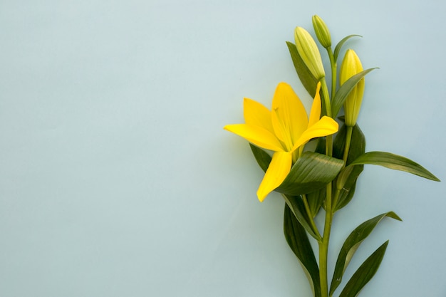 Schöne gelbe Lilie blüht über blauem Hintergrund