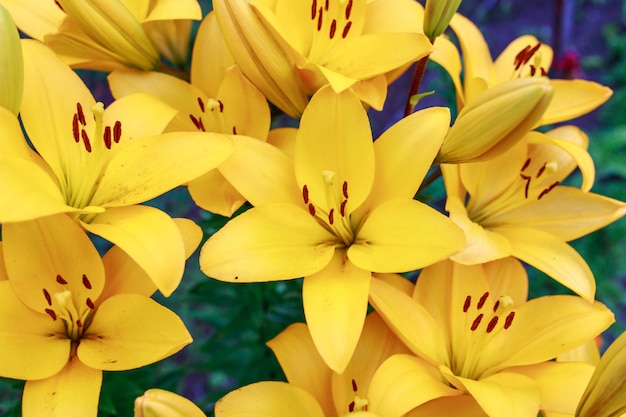 Schöne gelbe Lilien in einem Blumenstrauß