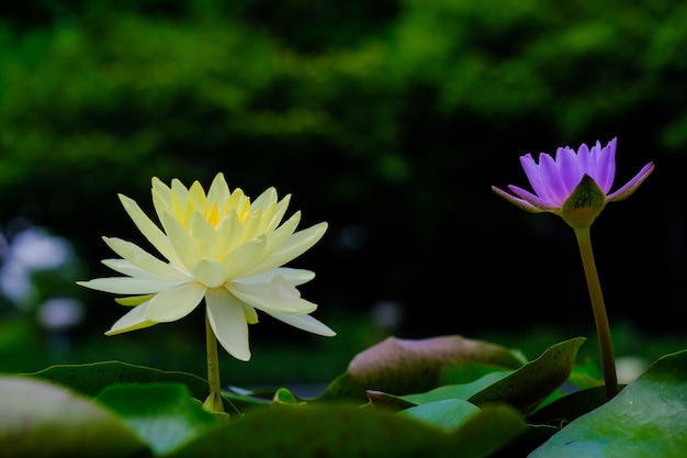 Schöne gelbe Lotusblume mit grünen Blättern im Teich