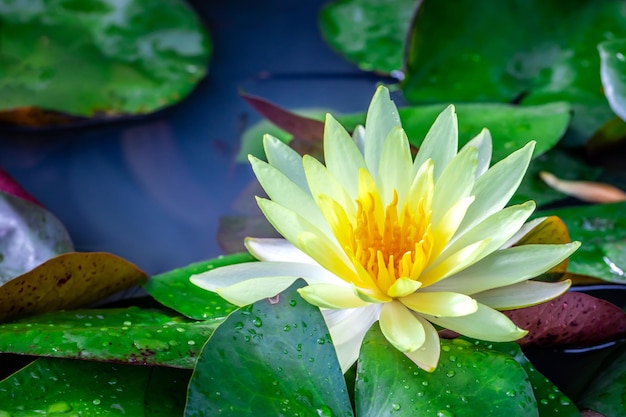 Schöne gelbe Lotusblumen, die im Teich blühen
