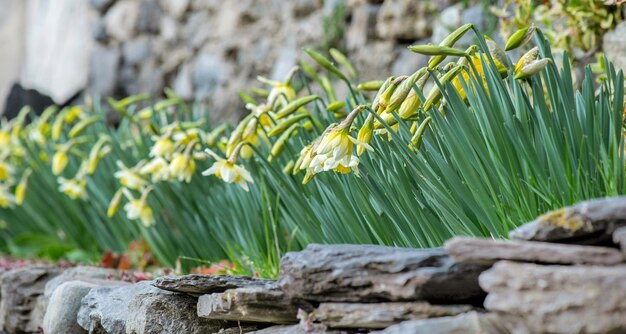 schöne gelbe Narzissen blühen in einem Blumenbett und blühen umgeben von Steinen