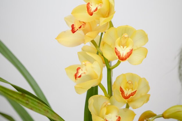 Schöne gelbe Orchidee mit grünen Blättern im Winter