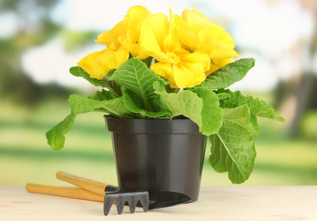 Schöne gelbe Primel im Blumentopf auf Holztisch auf grünem Hintergrund