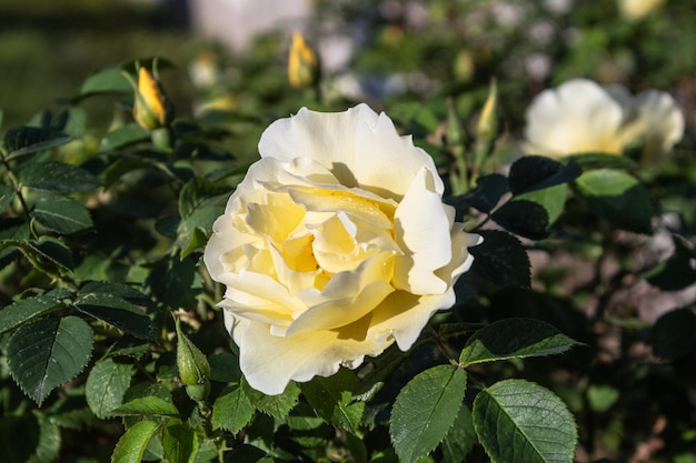 Schöne gelbe Rose im Frühlingsgarten