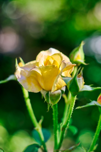 Schöne gelbe Rose im Garten.