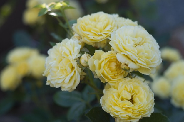 Schöne gelbe Rose im Garten