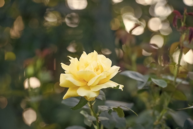 Schöne gelbe Rosenblüten wachsen im Sommergarten auf natürlich verschwommenen Hintergrundblumen