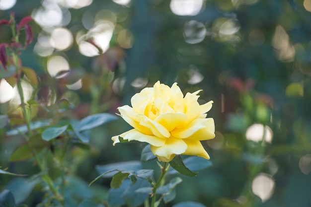 Schöne gelbe Rosenblüten wachsen im Sommergarten auf natürlichem unscharfen Hintergrund, Blume.