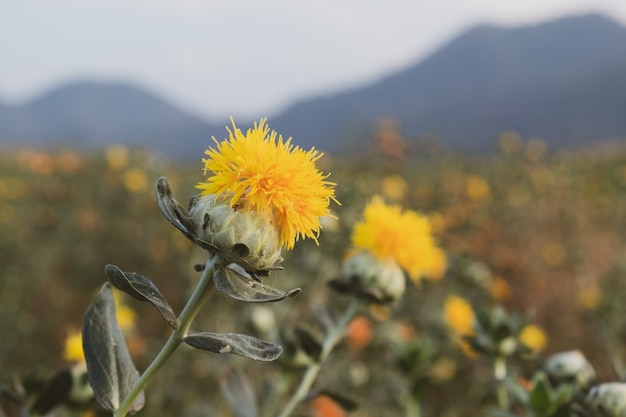 schöne gelbe safflowe im Naturhintergrund, Carthamus tinctorius