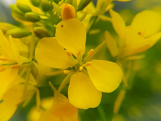 Schöne gelbe Senfblume in der Natur